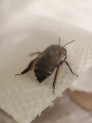 Anthophora californica