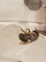 Anthophora californica