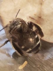 Anthophora californica