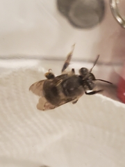 Anthophora californica