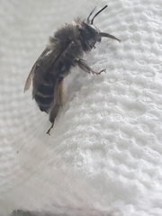 Anthophora californica