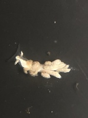 Trinchesia albocrusta