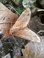 Ptilophora plumigera