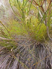 Struthiola striata