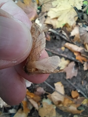 Ptilophora plumigera