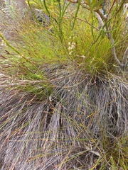 Struthiola striata