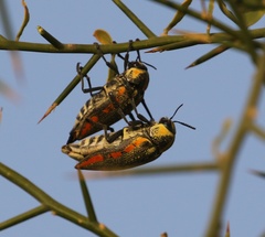 Julodis fimbriata
