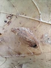 Ptilophora plumigera