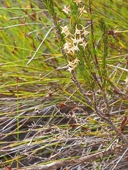 Struthiola striata