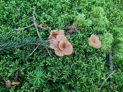Craterellus lutescens