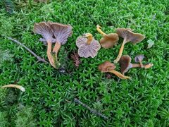 Craterellus lutescens