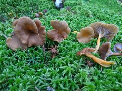 Craterellus lutescens