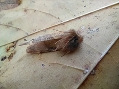 Ptilophora plumigera