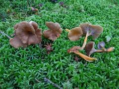 Craterellus lutescens