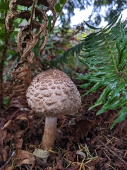 Chlorophyllum brunneum