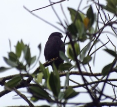 Buteo brachyurus