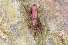Brentidae