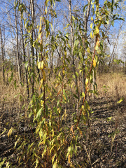 Salix alba