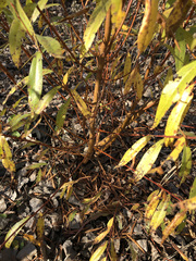 Salix alba