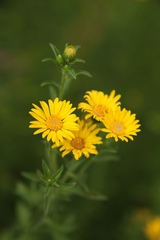 Heterotheca camporum glandulissima