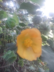 Abutilon grandifolium