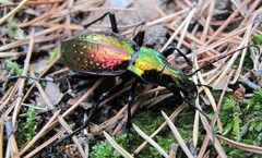 Carabus rutilans