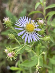 Symphyotrichinae