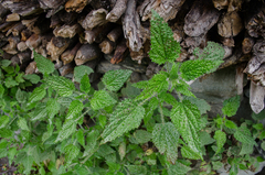 Urtica ardens