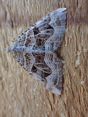 Xanthorhoe semifissata