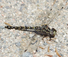 Gomphaeschna furcillata