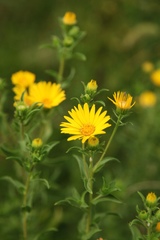 Heterotheca camporum glandulissima