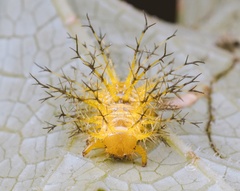 Epilachna maculicollis