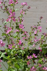 Malva