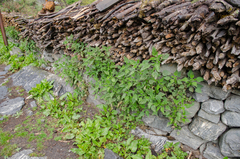 Urtica ardens