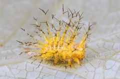 Epilachna maculicollis