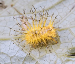 Epilachna maculicollis