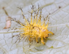 Epilachna maculicollis