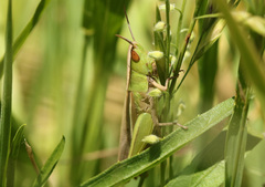 Dichromorpha australis