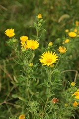 Heterotheca camporum glandulissima