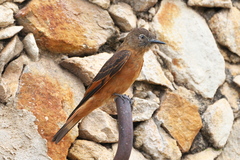 Hirundinea ferruginea
