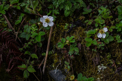 Fragaria