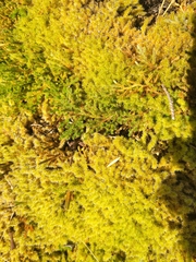 Dichodontium pellucidum