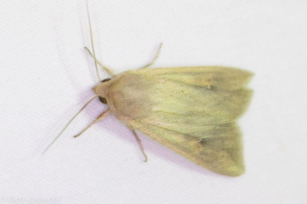 Armyworm Moth from Anderson Mill, Austin, TX 78750, USA on November 3 ...