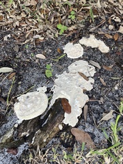 Cryptothecia striata