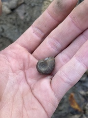 Planorbella trivolvis