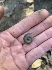 Planorbella trivolvis