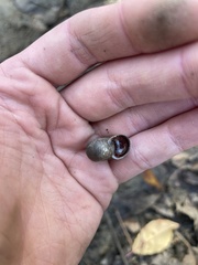 Planorbella trivolvis