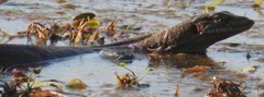 Varanus mertensi