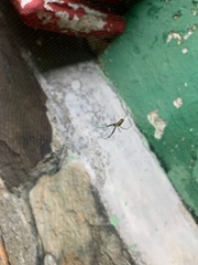 Leucauge