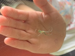Leucauge